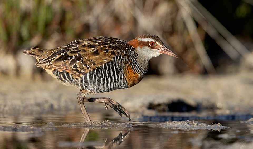 Gallirallus Facts Distribution Population BioDB gallirallus-facts-distribution-population-biodb